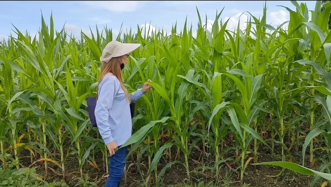 Rosario personnel monitoring a recorded corn field